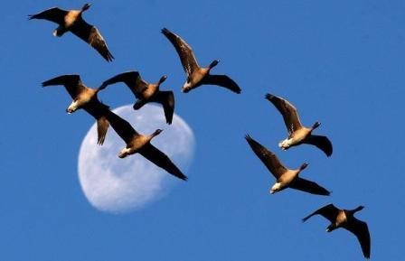 شکار پرندگان مهاجر وحشی تا اطلاع ثانوی ممنوع