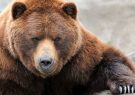 حمله ۳ خرس به شهروند میانه ای