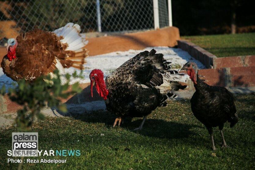 باغپرندگان عینالی تبریز بازگشایی شد