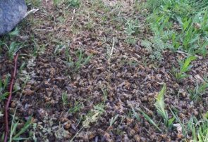 مرگ زنبورها در مراغه  قطب تولید عسل در آذربایجان شرقی