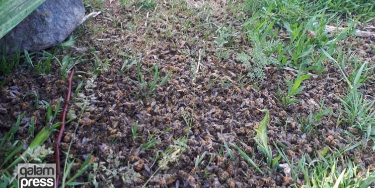 مرگ زنبورها در مراغه  قطب تولید عسل در آذربایجان شرقی