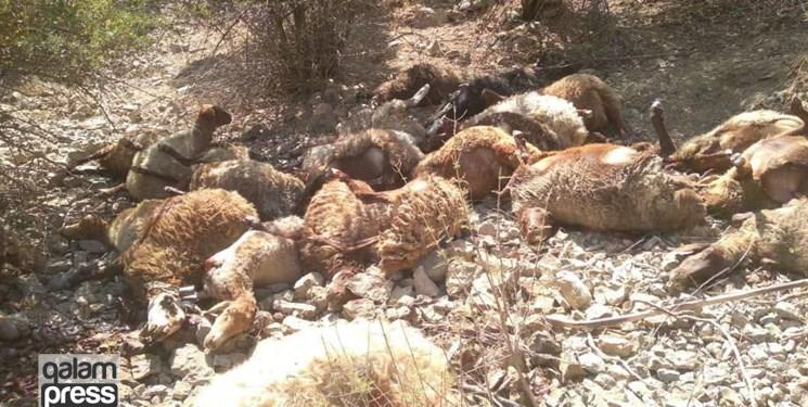 سیل یک چوپان را با ۲۰۰ گوسفند در هریس با خود برد
