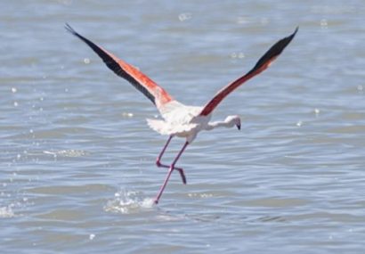 فیلم| پرواز سحرانگیز فلامینگو و گونه‌های بسیار نادر بر فراز تالاب بین المللی قوریگل