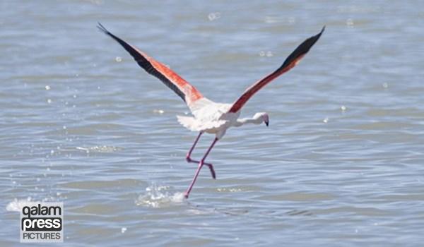 فیلم| پرواز سحرانگیز فلامینگو و گونه‌های بسیار نادر بر فراز تالاب بین المللی قوریگل