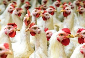 احداث بزرگترین واحد زنجیره تولید گوشت مرغ کشور در آذربایجان‌شرقی
