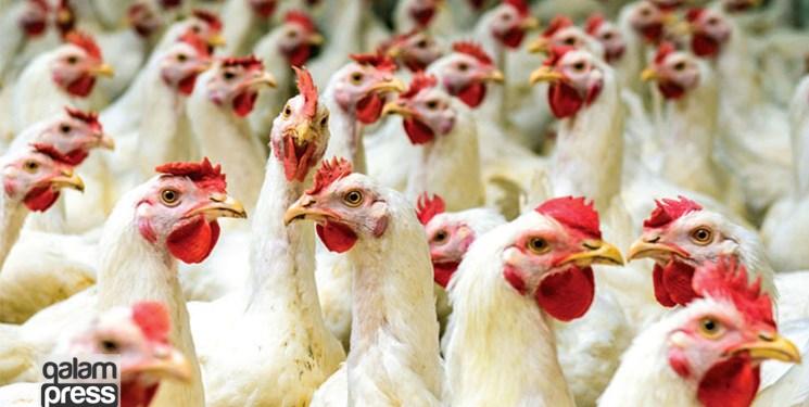 احداث بزرگترین واحد زنجیره تولید گوشت مرغ کشور در آذربایجان‌شرقی