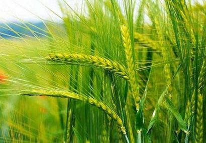 پیش‌بینی تولید ۷۴۲ هزار تن گندم در آذربایجان‌‎شرقی