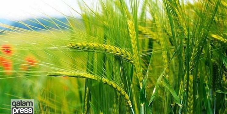 پیش‌بینی تولید ۷۴۲ هزار تن گندم در آذربایجان‌‎شرقی