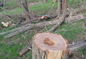 قاتل درختان کلیبر، روانه زندان شد/ ۱۸۴ درخت قطع‌شده ضبط شدند