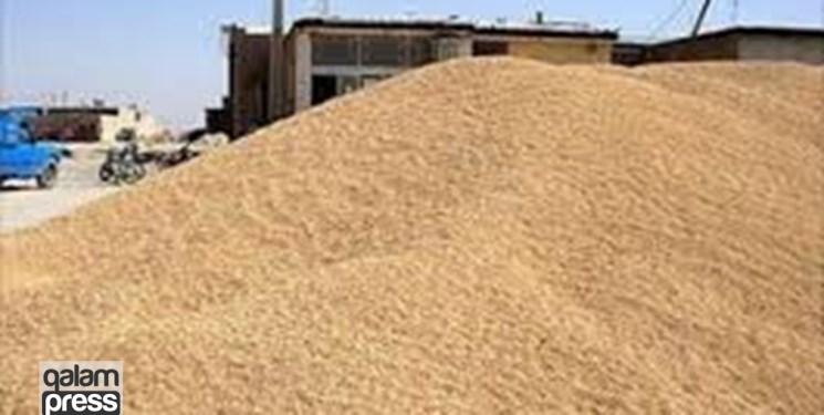 کشف نزدیک به ۱۶ تُن گندم قاچاق در مراغه