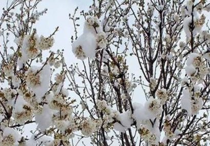 در پنجاه و چهارمین روز از بهار/ برف بهار را آذربایجان بیرون کرد