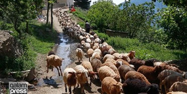 کمبود آرد و نان در مناطق ییلاقی سهند در مراغه!