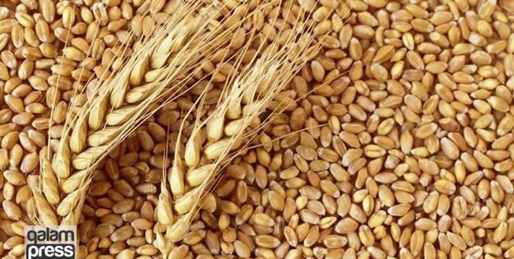 معرفی ۱۰ رقم جدید گندم توسط موسسه تحقیقات کشاورزی دیم کشور