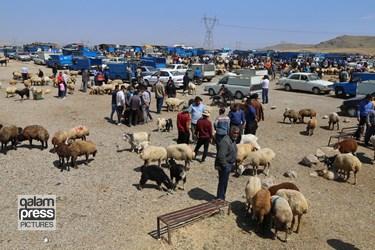 میدان دواب اهر در عید قربان