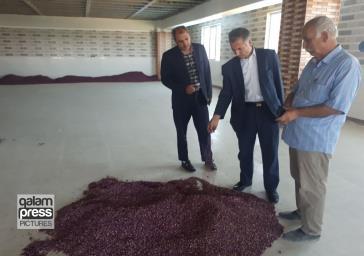 بازدید فرماندار آذرشهر از کارگاه فرآوری محصولات کشاورزی در روستای خراجو