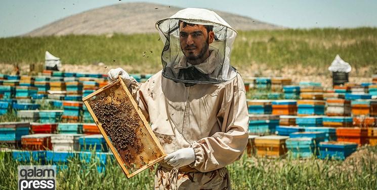 برداشت  ۱۴۲۲ تن عسل در شهرستان ورزقان