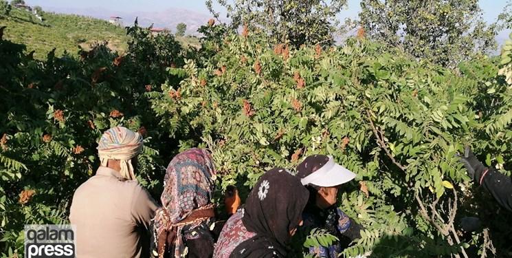 مرغوبترین سماق ایران کجا تولید میشود؟