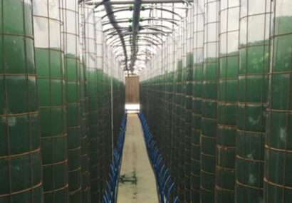راه‌اندازی خط تولید  جلبک استراتژیک اسپیرولینا در تبریز به روش بیوفنس
