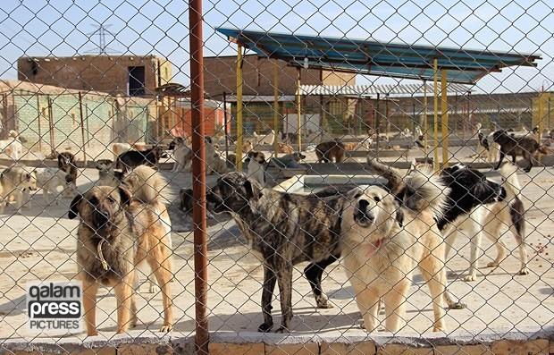 عقیم سازی سگ‌های بلاصاحب تبریز پس از زنده گیری /بهره برداری از پناهگاه حیوانات در تبریز آبان‌ سال‌جاری