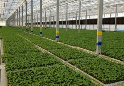 وزیر جهاد کشاورزی: ایجاد مجتمع‌های گلخانه‌ای در پایاب سد سهند هشترود