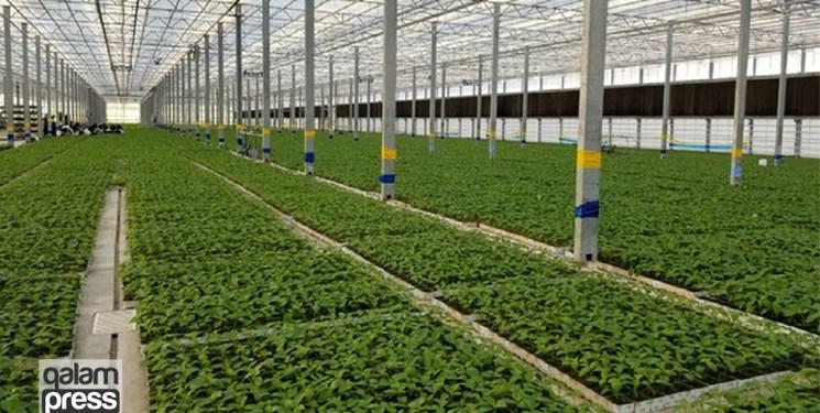 وزیر جهاد کشاورزی: ایجاد مجتمع‌های گلخانه‌ای در پایاب سد سهند هشترود