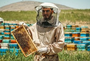 رتبه دوم آذربایجان شرقی در تولید عسل در کشور/ تولید بیش از ۱۴ هزار تن عسل