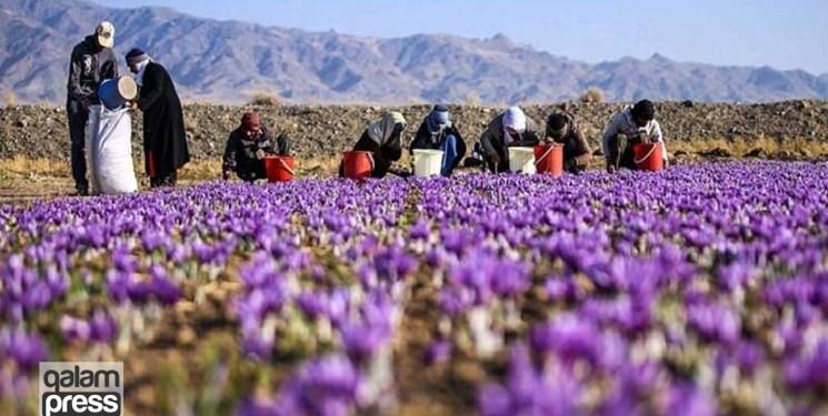 تولید ۱٫۹ تن زعفران در استان آذربایجان‌شرقی