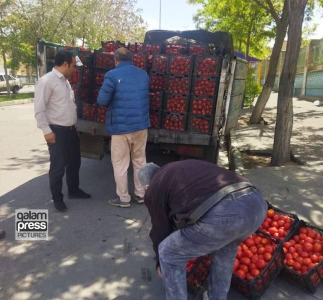 جمع آوری۹۶ وانت بار میوه فروش در جنوب غرب تبریز