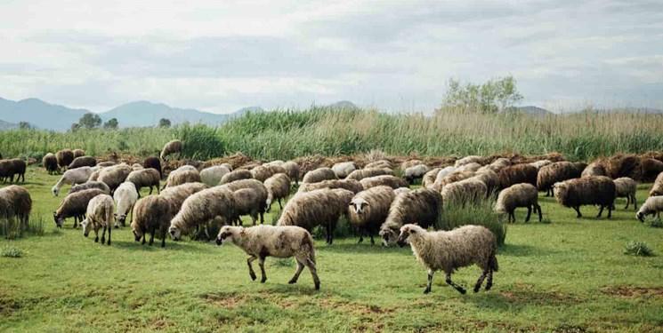 اهدای ۲۵۰ گوسفند توسط روستائیان و عشایر شهرستان مراغه برای نذر قربانی