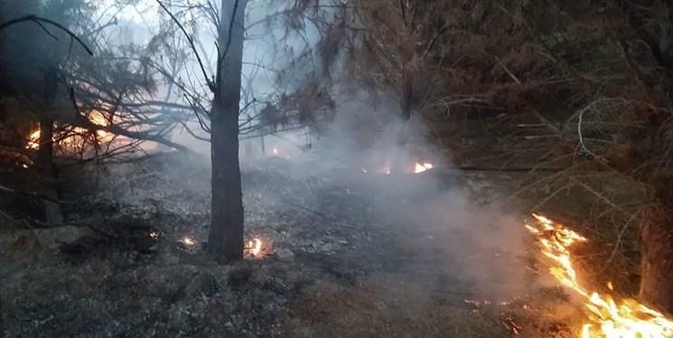 جزئیات آتش‌سوزی درختان دانشگاه تبریز + عکس