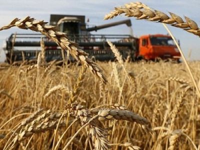 گندمکاران به شایعات توجه نکنند، قیمت گندم ۱۵ هزار تومان خریداری می‌‌شود