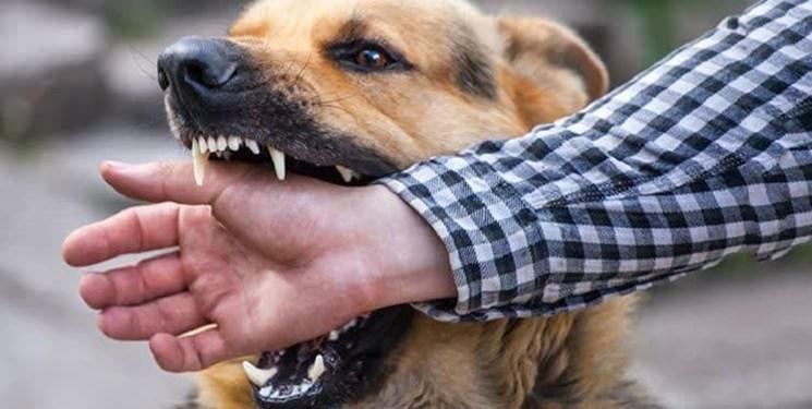 حمله ۲ سگ هار به شهروندان مرندی  با ۱۲ مصدوم