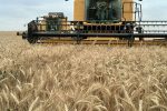 افزایش ۳۷ درصدی خرید گندم مازاد کشاورزان در کشور