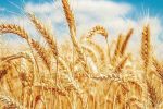 ۲۲۴هزار تن گندم در آذربایجان شرقی خرید تضمینی شد