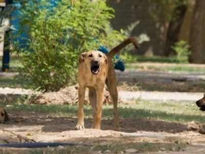 زنده‌گیری ۶۶۵۷ سگ بلاصاحب در تبریز