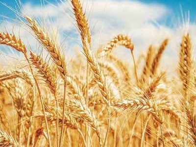 خرید تضمینی گندم در آذربایجان شرقی رکورد ۶ ساله زد
