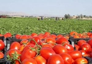 کاهش ۵۰ درصدی سطح کشت گوجه فرنگی در فضای آزاد در آذربایجان‌شرقی