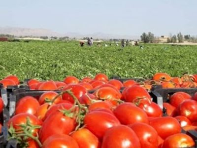 کاهش ۵۰ درصدی سطح کشت گوجه فرنگی در فضای آزاد در آذربایجان‌شرقی
