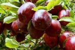 اشتغال ۶۵هزار نفری فرآیند تولید سیب در آذربایجان‌شرقی