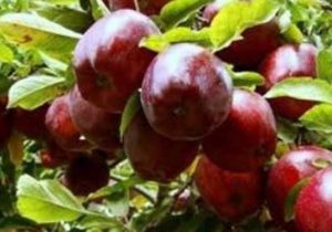 اشتغال ۶۵هزار نفری فرآیند تولید سیب در آذربایجان‌شرقی