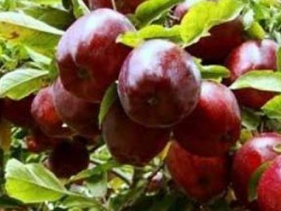 اشتغال ۶۵هزار نفری فرآیند تولید سیب در آذربایجانشرقی