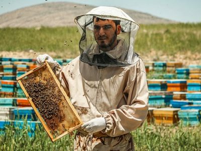 نقل و انتقال کندوهای عسل ممنوع شد