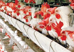 ۱۰ در صد تخم مرغ کشور در آذربایجان‌‍شرقی  تولید می‌شود