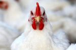 عملیاتی شدن تجارت قراردادی در خصوص گوشت مرغ