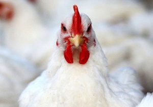 عملیاتی شدن تجارت قراردادی در خصوص گوشت مرغ