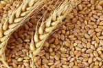 خودکفایی کشور در تأمین آرد خبازی، هدف‌گذاری برای تأمین ۱۴ میلیون تن گندم