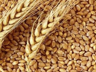خودکفایی کشور در تأمین آرد خبازی، هدف‌گذاری برای تأمین ۱۴ میلیون تن گندم