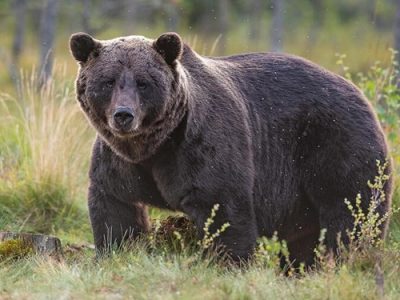 حمله خرس به ۳ زن و مرد میانه‌ای