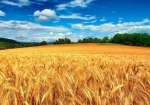 خرید ۱۰ میلیون تن گندم  درسال کمترین بارش