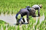 تولید ۲۲ هزار تن برنج سفید در آذربایجان‌شرقی